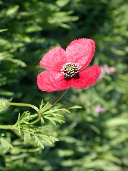 Rosella hispida (Papaver hybridum)