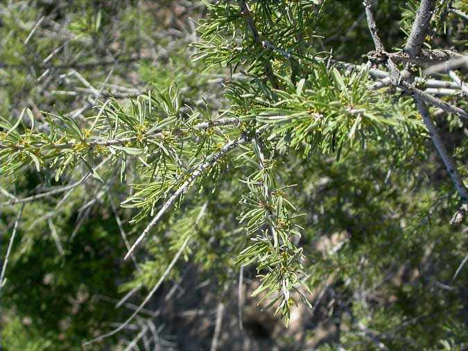 Arçot. espino negro (Rhamnus lycioides)