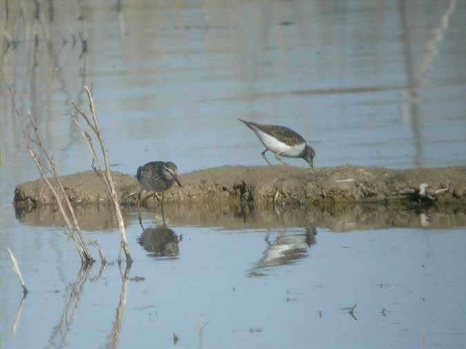 Valona (Tringa glareola) i Xivitona (Actitis hypoleucos)