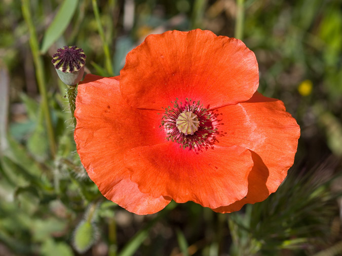 Plantes dels sembrats: Papaver rhoeas