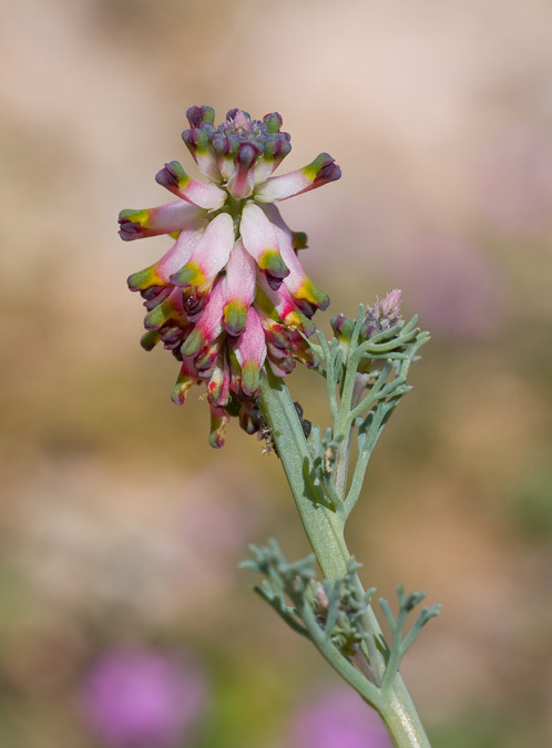 Plantes dels sembrats: Platycapnos spicata