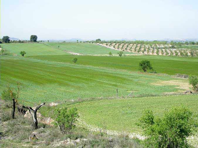 Secans de Belianes, Lleida