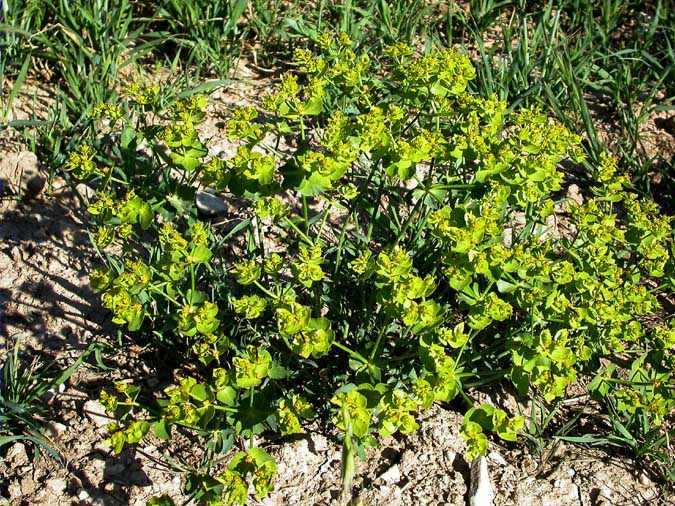 Euphorbia serrata