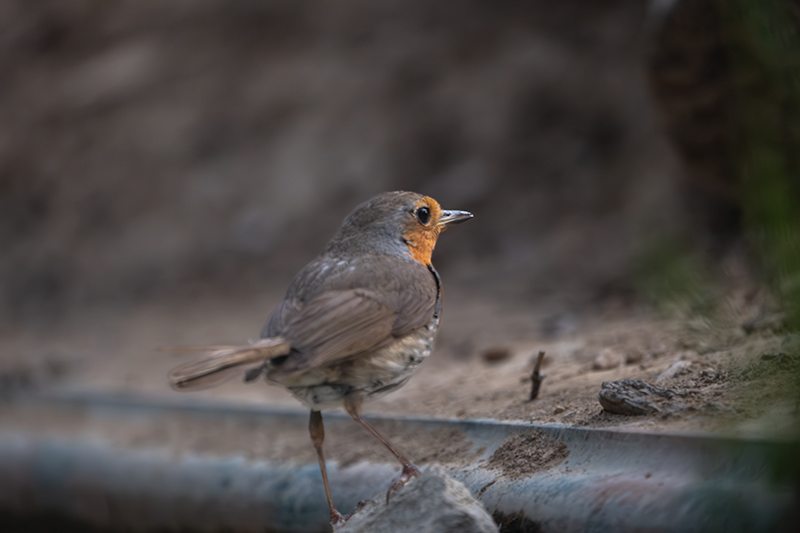 Pit roig ( Erithacus rubecola )