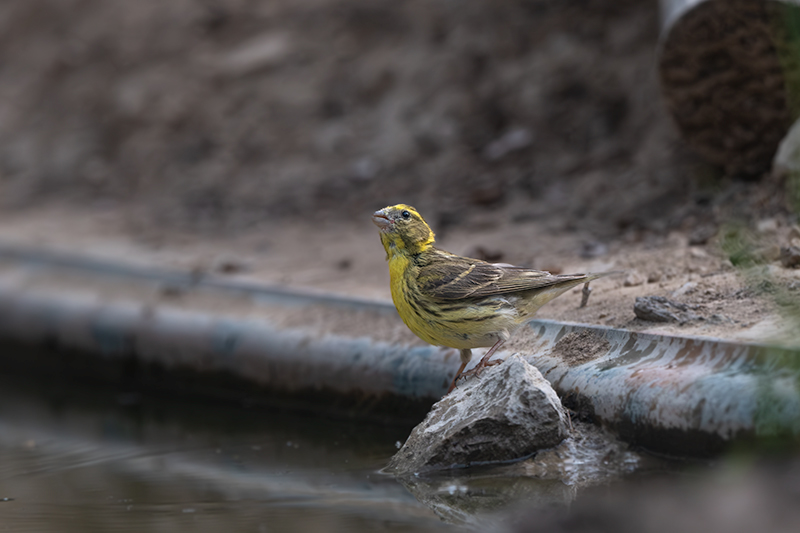 Gafarró (Serinus serinus)