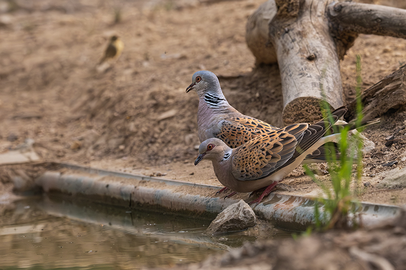 Tórtora europea (Streptopelia turtur