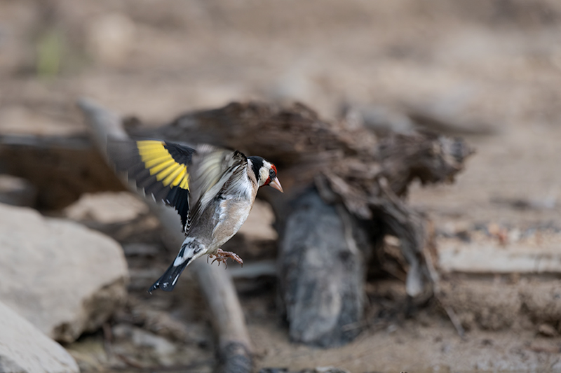 Cadernera (Carduelis carduelis)