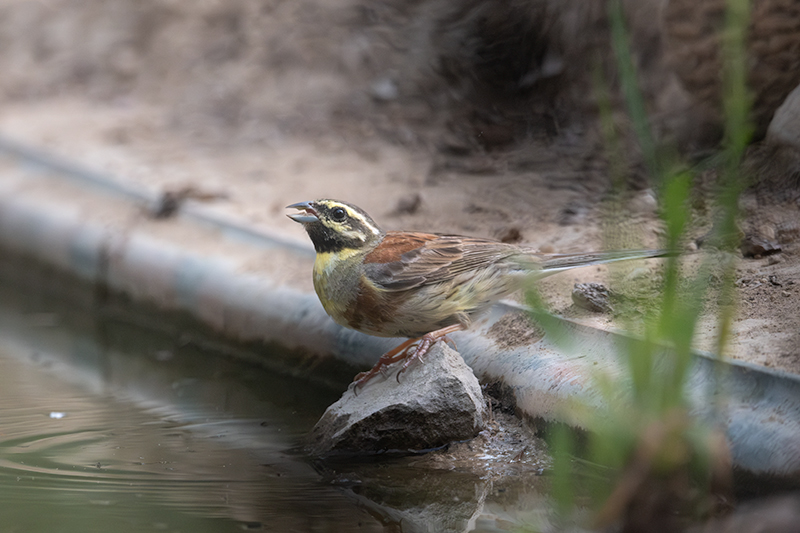 Gratapalles (Emberiza cirlus)