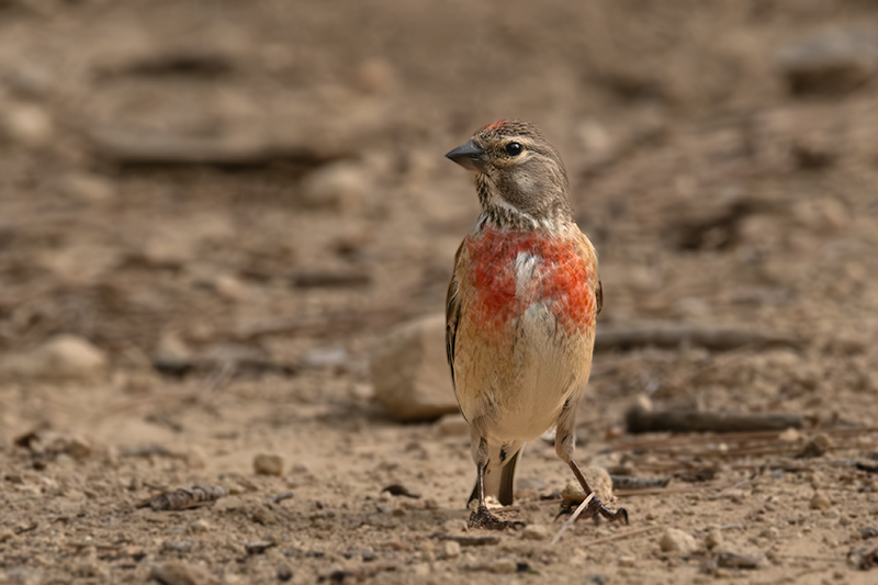 Passerell (Carduelis cannabina)