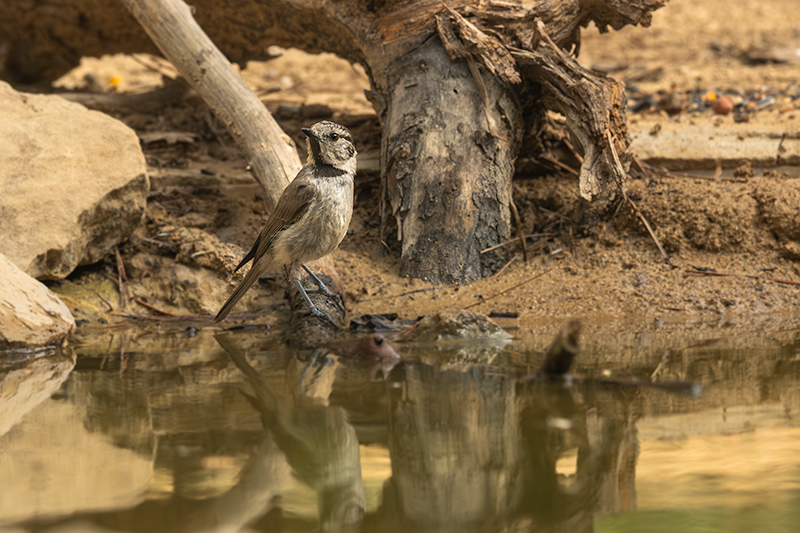 Mallerenga emplomallada (Parus cristatus)