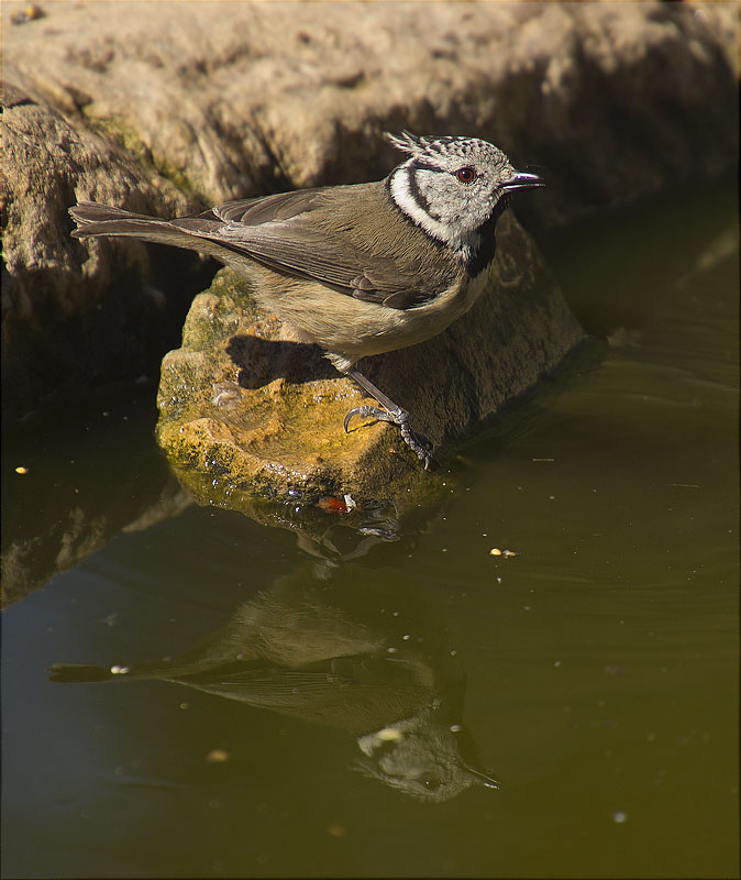 Mallerenga emplomallada (Parus cristatus)