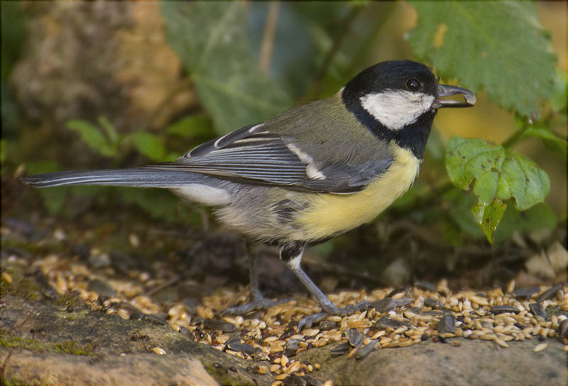 Mallerenga carbonera (Parus major)