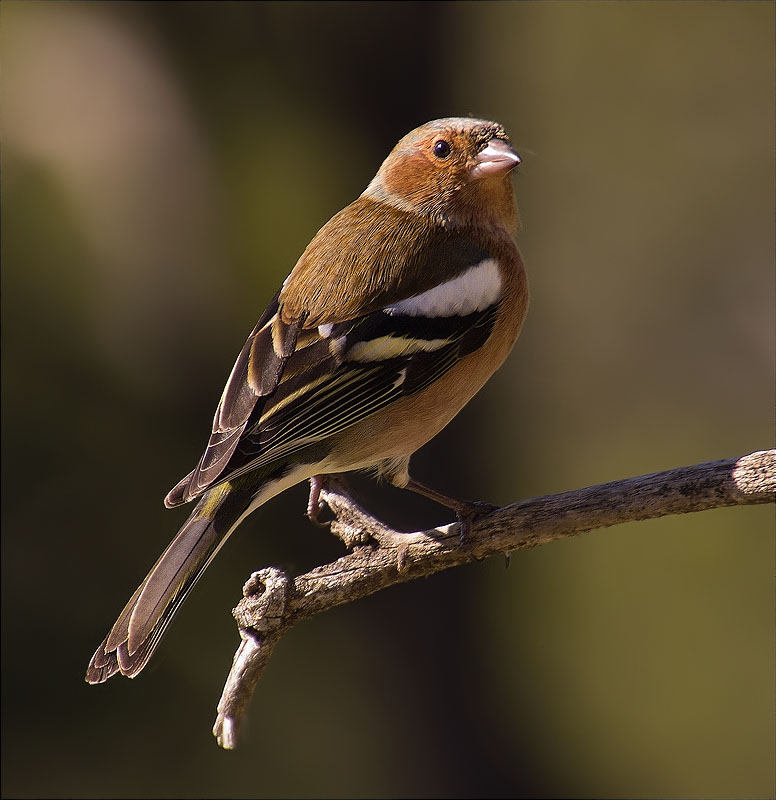 Mascle de Pinsà comú (Fringilla coelebs)