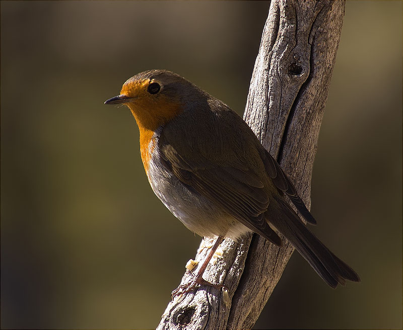 Pit roig (Erithacus rubecola)