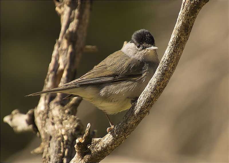 Mascle de Tallarol de casquet (Sylvia atricapilla)