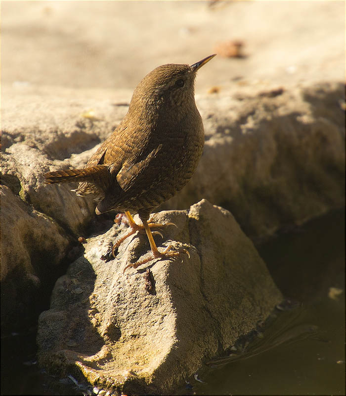 Cargolet (Troglodytes troglodytes)