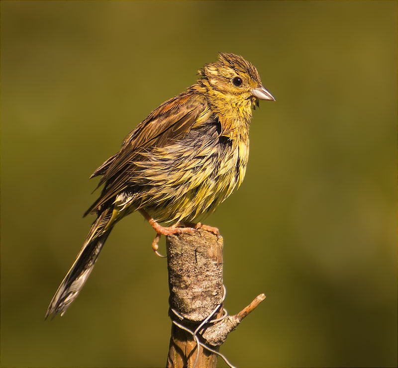 Femella de Gratapalles (Emberiza cirlus)