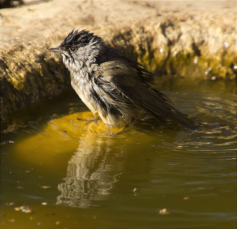 Mascle de Tallarol de casquet (Sylvia atricapilla)