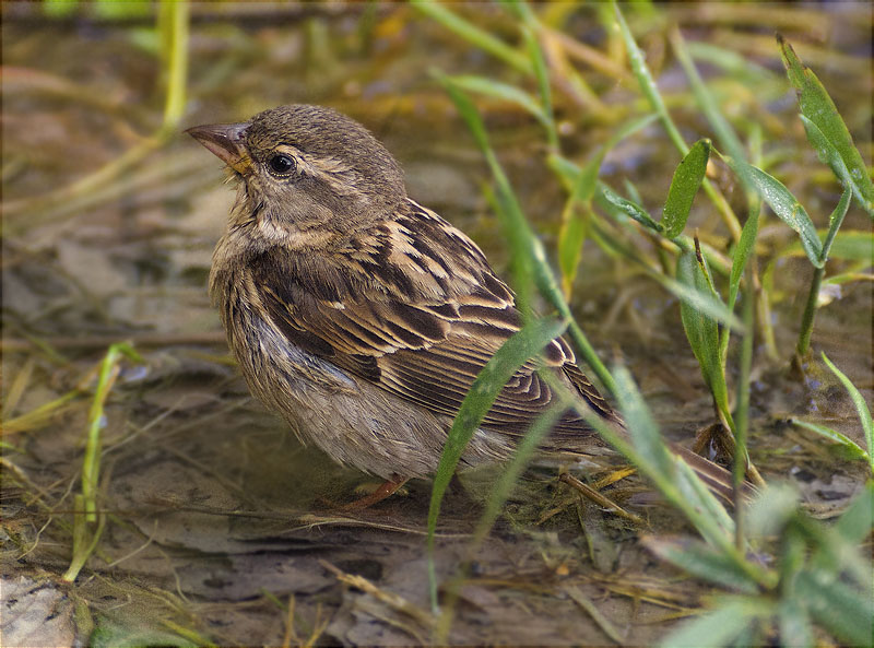 Femella de Pardal comú (Paser domesticus)