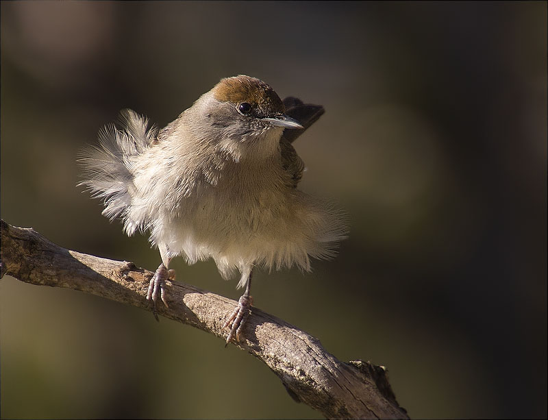 Femella de Tallarol de casquet (Sylvia atricapilla)