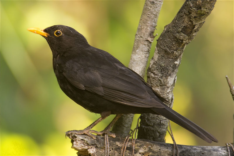 Mascle de Merla (Turdus, merula)