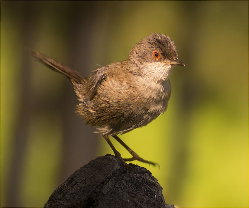 Femella de Tallarol capnegre (Sylvia melanocephala)