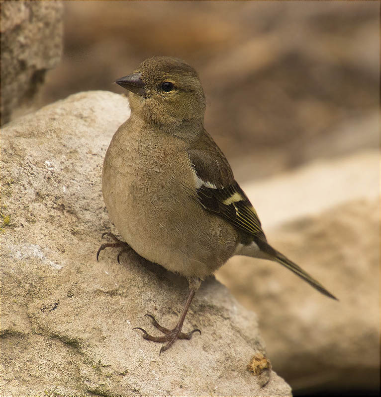 Femella de Pinsà comú (Fringilla coelebs)