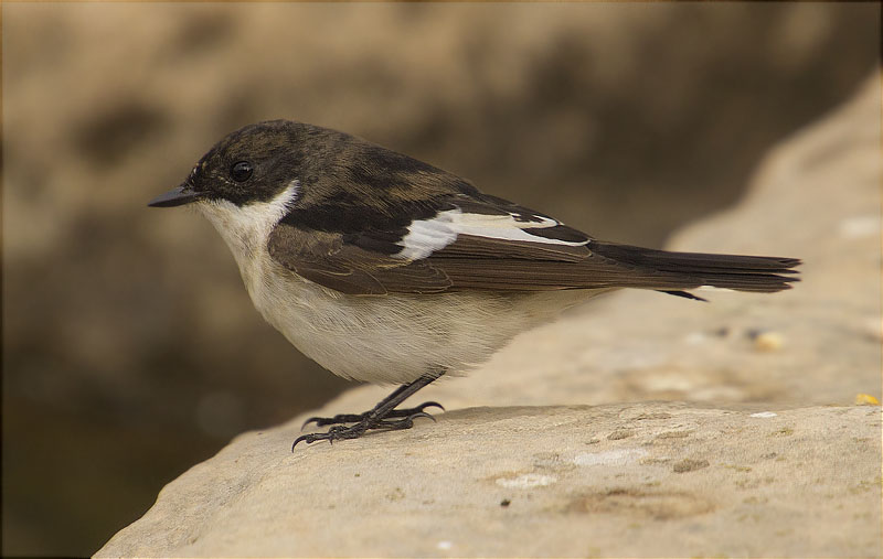 Mascle de Mastegatatxes (Ficedula hypoleuca)