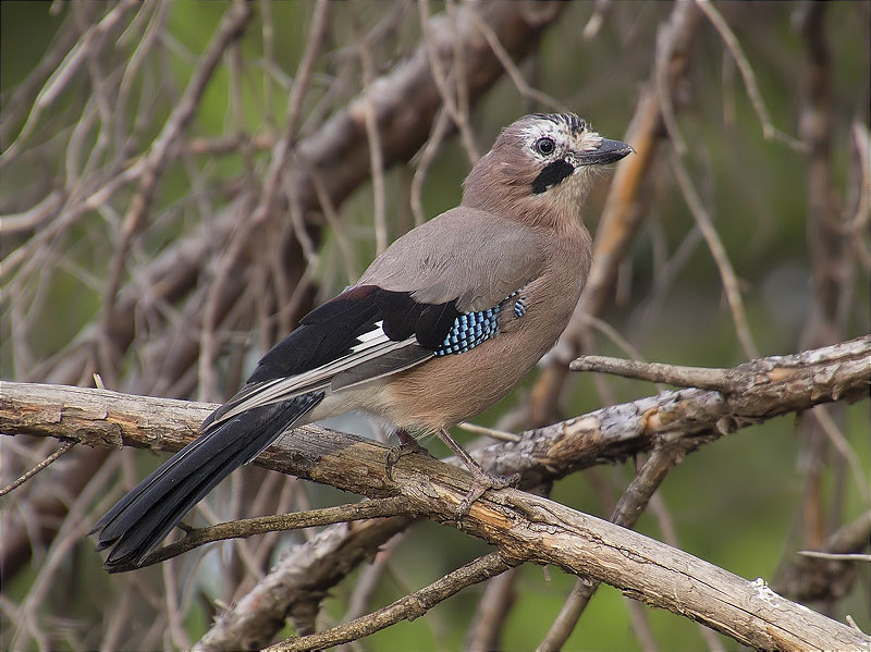 Gaig (Garrulus grandarius)