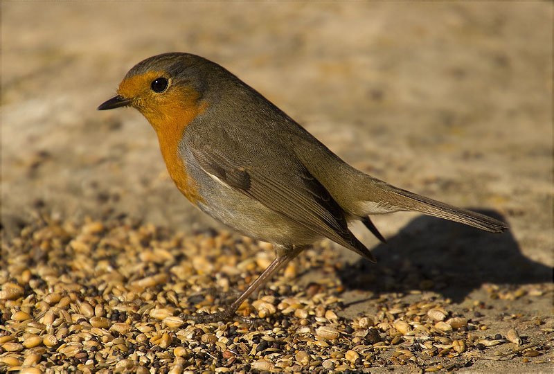 Pit roig (Erithacus rubecola)