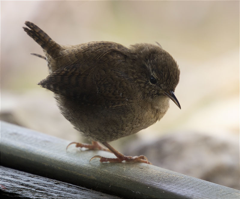 Cargolet (Troglodytes troglodytes)