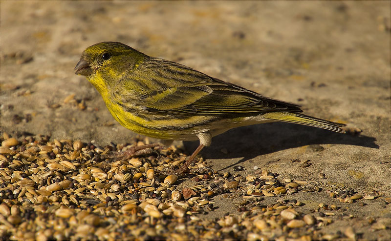 Gafarró (Serinus serinus)