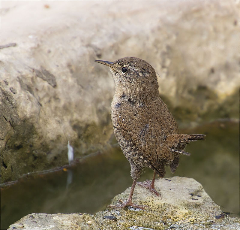 Cargolet (Troglodytes troglodytes)