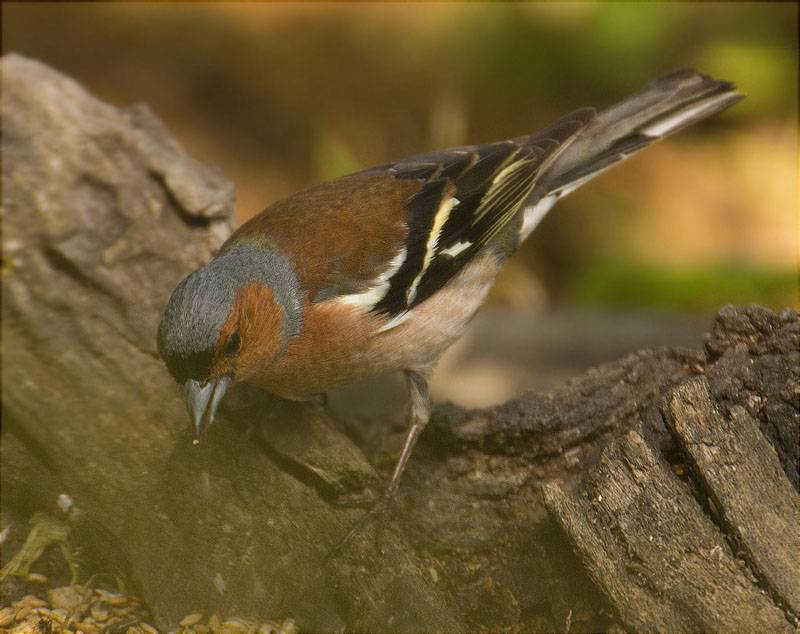 Mascle de Pinsà comú (Fringilla coelebs)