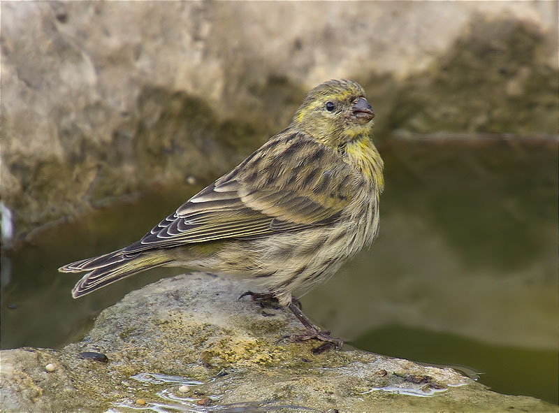 Gafarró (Serinus serinus)