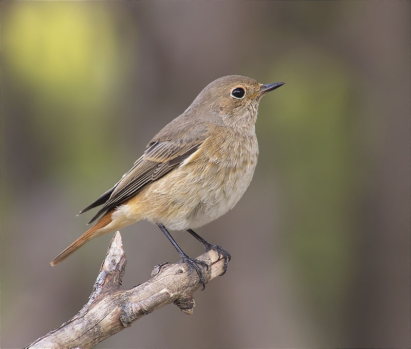 Femella de Cotxa cua-roja (Phoenicurus phoenicurus)