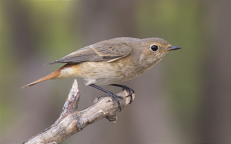 Femella de Cotxa cua-roja (Phoenicurus phoenicurus)