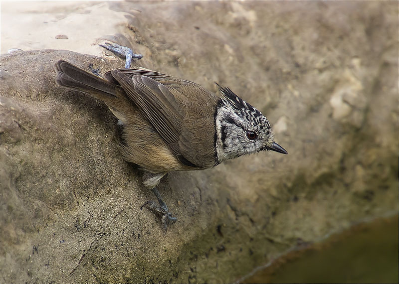 Mallerenga emplomallada (Parus cristatus)