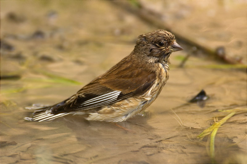 Femella de Passerell (Carduelis cannabina)