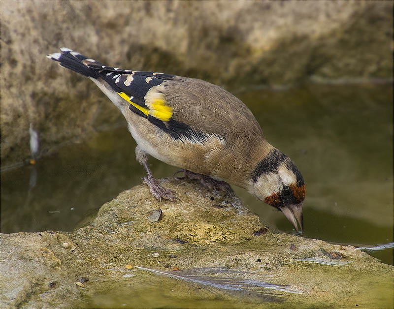 Cadernera (Carduelis carduelis)