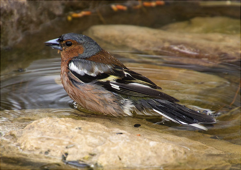 Mascle de Pinsà comú (Fringilla coelebs)