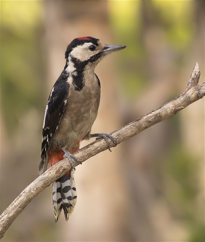 Jove de Picot garser gros (Dendrocopos major)