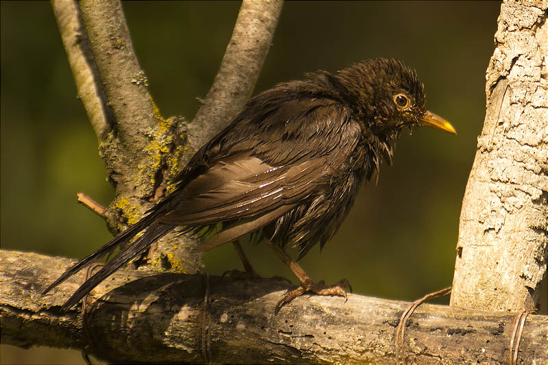 Femella de Merla (Turdus, merula)