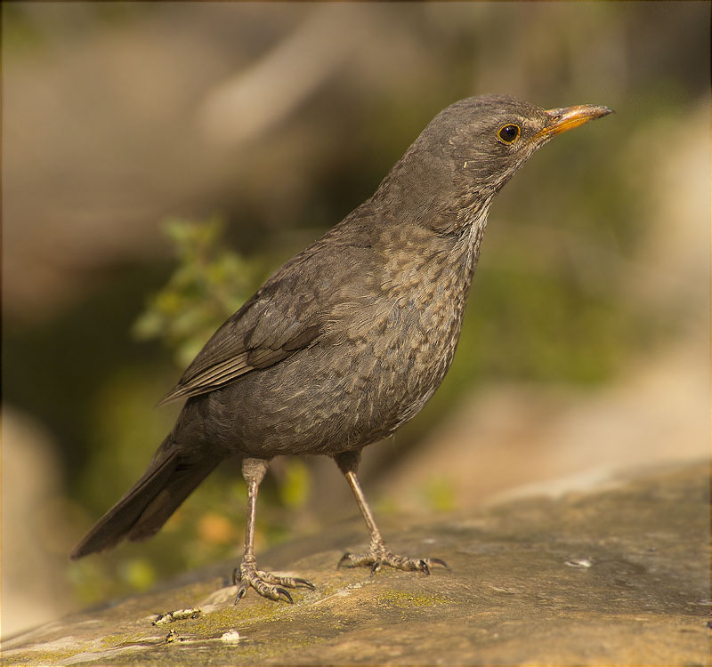 Femella de Merla (Turdus merula)