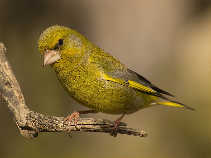 Mascle de Verdum (Carduelis chloris)