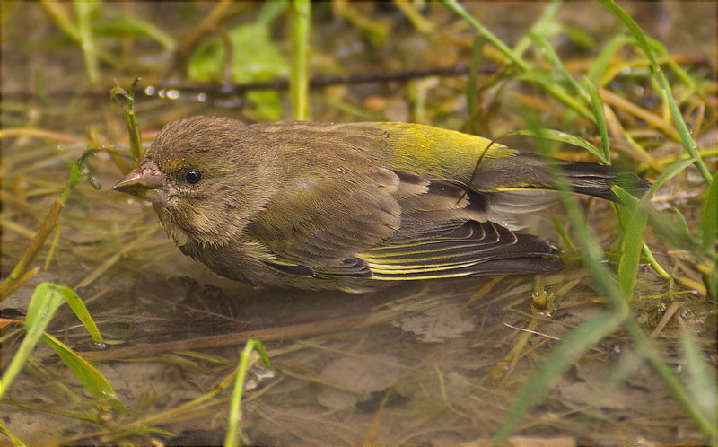 Femella de Verdum (Carduelis chloris)