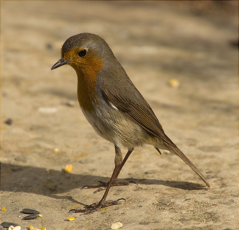 Pit roig (Erithacus rubecola)