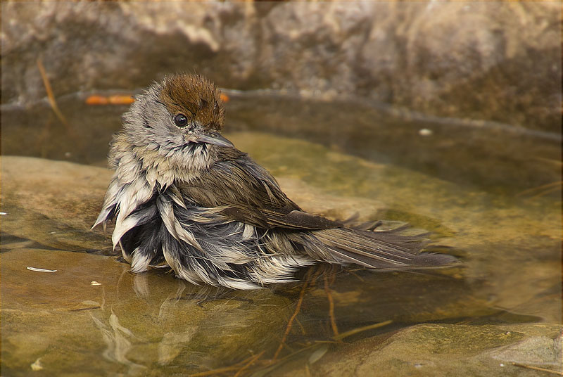 Femella de Tallarol de casquet (Sylvia atricapilla)