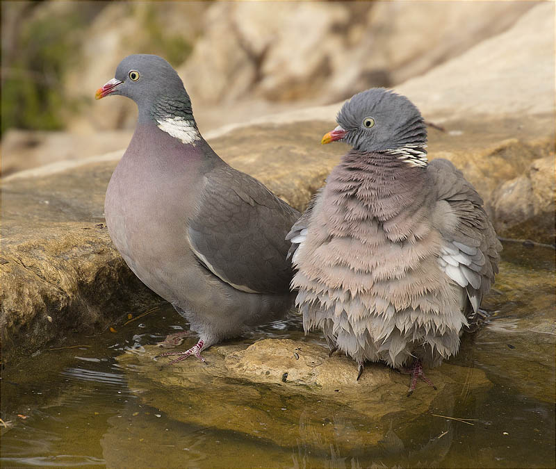 Tudó (Columba palumbus)