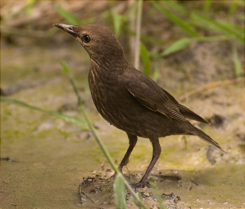 Merla (Turdus merula)